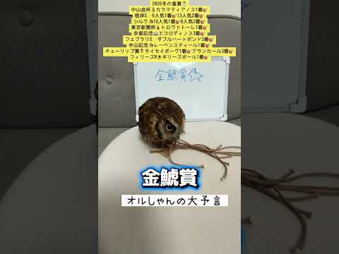 金鯱賞 競馬 shorts サムネイル