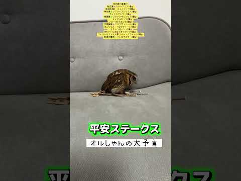 平安ステークス 競馬 shorts サムネイル