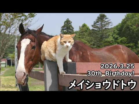 【祝30歳！】メイショウドトウお誕生日おめでとう サムネイル