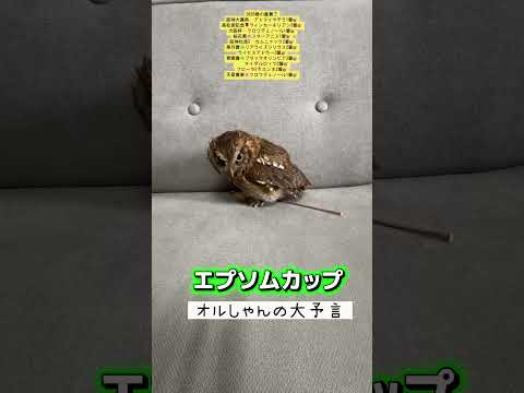 エプソムカップ 競馬 shorts サムネイル