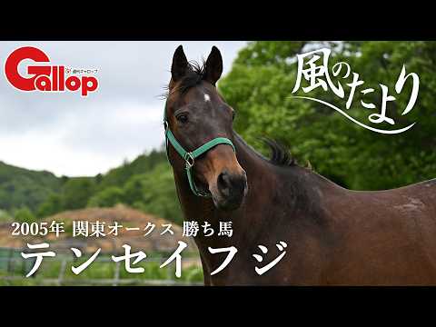 【風のたより】テンセイフジ