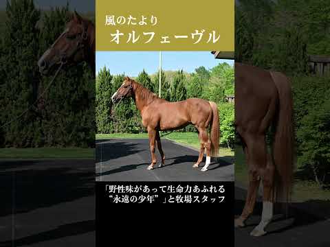 【風のたより】オルフェーヴル サムネイル