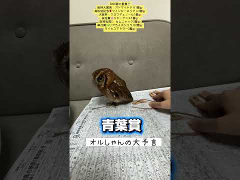 青葉賞 競馬 shorts サムネイル