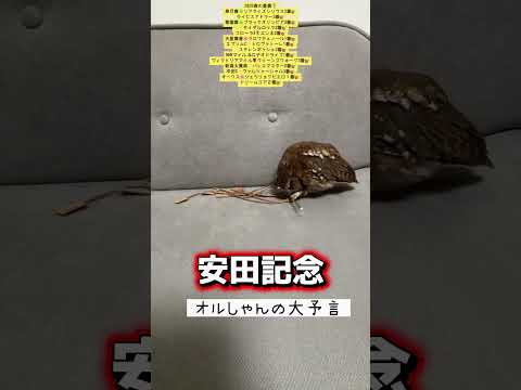 安田記念 競馬 shorts サムネイル