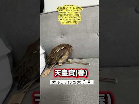 天皇賞春 競馬 shorts サムネイル