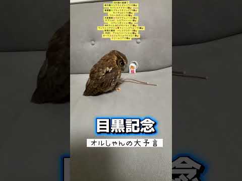 目黒記念 競馬 shorts