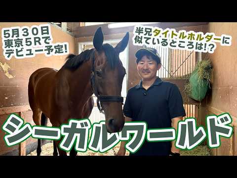 【兄はタイトルホルダー】シーガルワールドの担当・岩田助手にインタビュー サムネイル