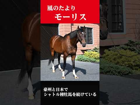 【風のたより】モーリス サムネイル