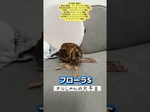 フローラステークス 競馬 shorts サムネイル