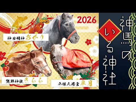 初詣にもおすすめ！2026年・午年に訪れたい神馬のいる神社【神馬6頭登場】 サムネイル