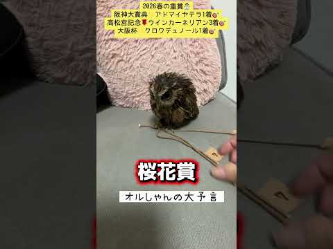 桜花賞 競馬 shorts サムネイル