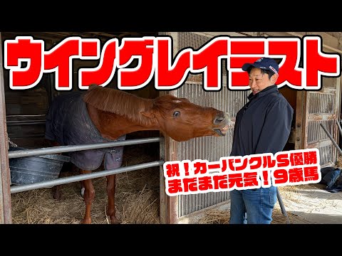 【祝！カーバンクルS優勝】まだまだ元気！9歳馬のウイングレイテスト サムネイル
