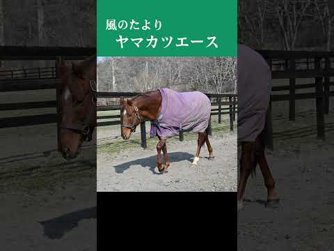 【風のたより】ヤマカツエース サムネイル