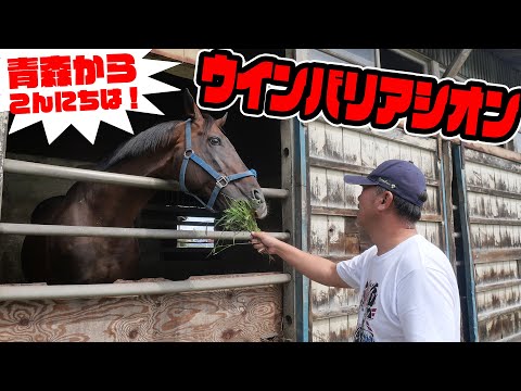 種牡馬ウインバリアシオン　青森からこんにちは サムネイル