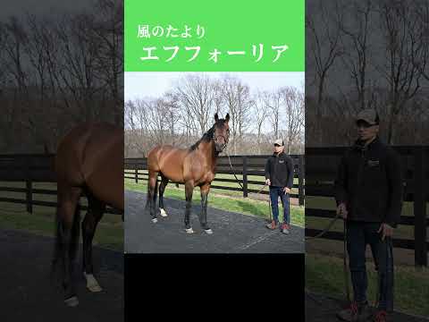 【風のたより】エフフォーリア