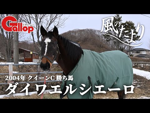 ダイワエルシエーロ　下河辺牧場ゆかりの親孝行娘【風のたより】 サムネイル