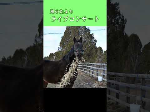 【風のたより】ライブコンサート サムネイル
