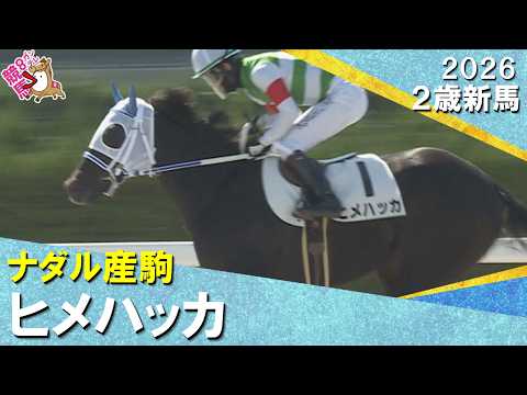 ヒメハッカが豪快に差し切りデビュー勝ち！松山騎手「強かったと思います」2026年10月11日(日)２歳新馬　京都ダート…