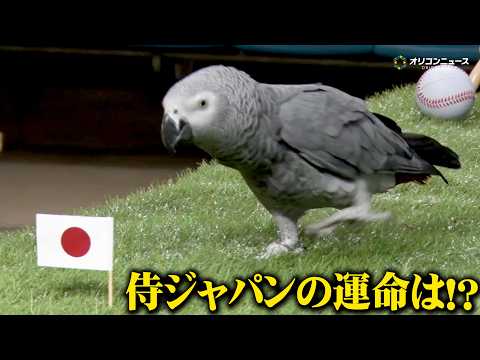 【WBC】前回大会は的中率100%！ヨウムのオリビアが占う侍ジャパンの運命は！？ サムネイル