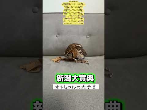 新潟大賞典  競馬 shorts サムネイル