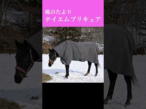【風のたより】テイエムプリキュア サムネイル