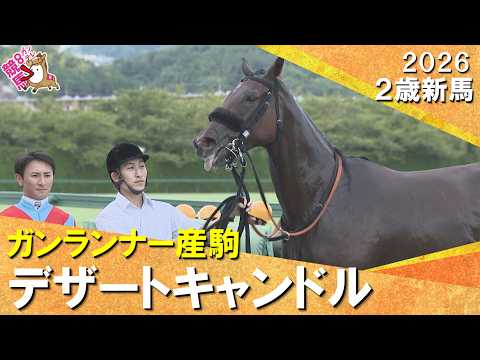 9番人気の米国産馬デザートキャンドルが波乱V!長谷川師「最後でかわせたのは馬の気持ち」2026年9月5日(土)2歳新馬…