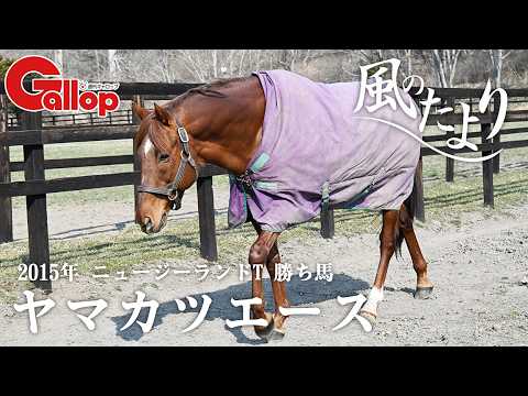 ヤマカツエース　牧場見学でも人気者【風のたより】 サムネイル