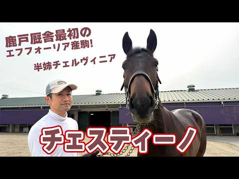 【期待の新種牡馬】鹿戸厩舎最初のエフフォーリア産駒・チェスティーノ サムネイル