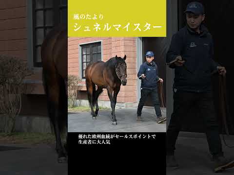 【風のたより】シュネルマイスター サムネイル