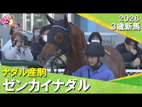 ゼンカイナダルが５馬身差で世代最後の新馬戦を快勝！庄野調教師「最後に勝てて良かった」2026年2月22日(日)３歳新馬… サムネイル
