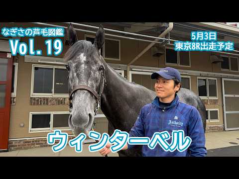 【なぎさの芦毛図鑑】Vol．19ウィンターベル（美浦・木村哲也厩舎） サムネイル