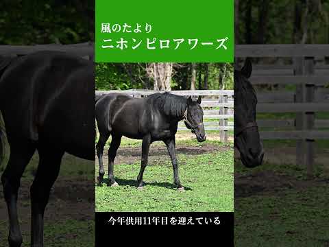 【風のたより】ニホンピロアワーズ サムネイル